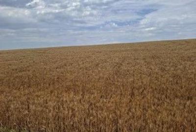 Teren Extravilan Pribesti, ID: R2774827 - 1