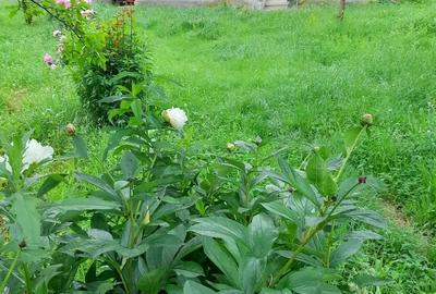 Spațiu comercial, în Posești - 2