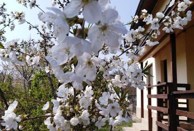 Casă cu 3 camere cu Teren 596 Mp în Iepurești - 5