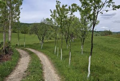 Teren de 7000 mp, în Rona de Jos - 2