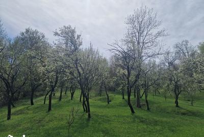 Teren de 12000 mp, în Ghioșești - 12