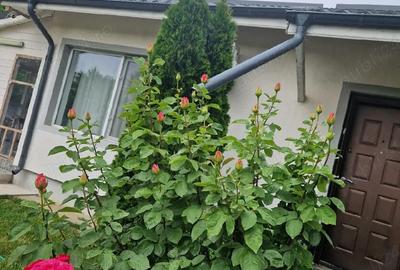 Casă în Săbăreni