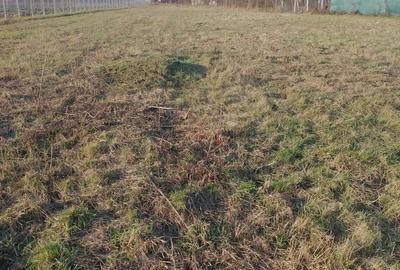 INVESTITIE ! Sacalaseni intravilan - 2