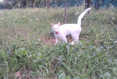 Intravilan 480 mp , loc de casa , zona padure Baicoi Prahova - 11