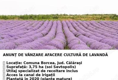 Teren de 37500 mp, în Borcea - 1