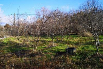 Teren intravilan 1700 m plus casa batranrasca - 3