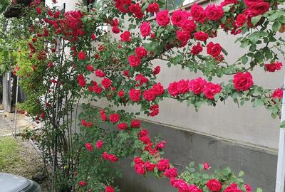 Casă cu 3 camere în Central - 1