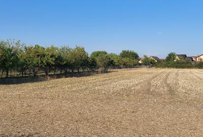 Terren intravilan in Sag jud. Timis - 7