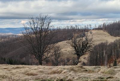 19,5 Ha  TEREN PEISAJ PANORAMIC SPECTACULOS zona turistica montana BULZ -  BIHOR - 46