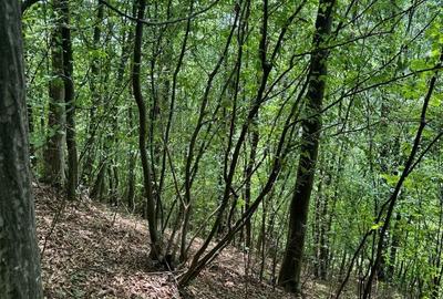 Teren de 5600 mp, în Vărbila - 9