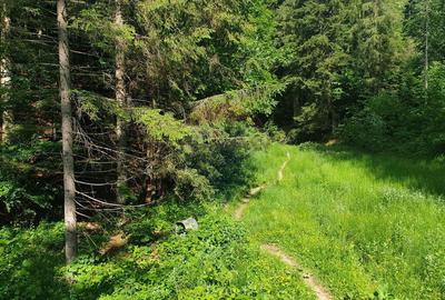 Teren intravilan, 56000 mp, Poiana Brasov Teren intravilan, 56000 mp, Poiana Brasov - 9