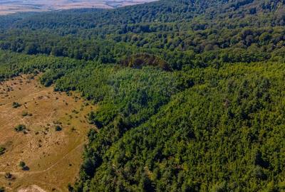 Teren extravilan de 6000 mp, în Crizbav - 7