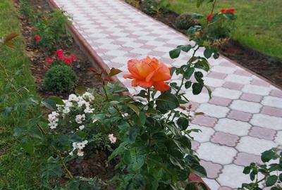 Casa moderna 180 mp amprenta la sol - 7