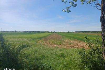 Teren de 5000 mp, în Gruiu
