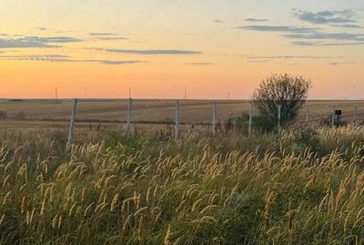 AV655 Teren-Balta 6.666mp, in Masloc-Alios, IDEAL INVESTITIE - 5