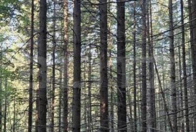 De vanzare padure de molid, 17.500 mp, zona Molid, jude?ul - 2