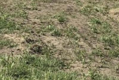 Terenuri Industriale 2000-5000mp Magurele-Buda - 4