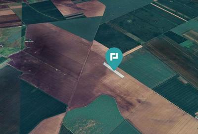 Teren 36.000 mp in Peciu Nou - 8