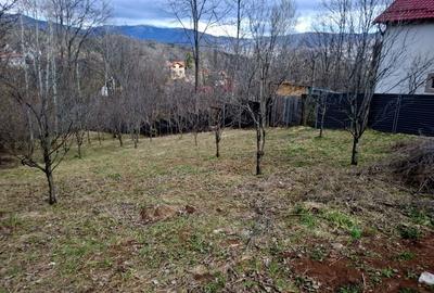 Teren de 900 mp, în Mogoșoaia - 1