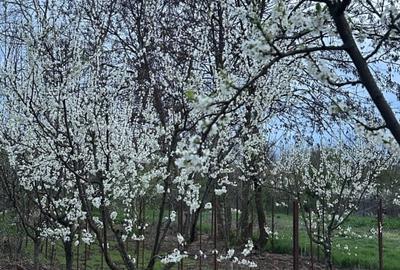 Casă individuală cu 3 camere cu Canalizare în Cornetu - 16