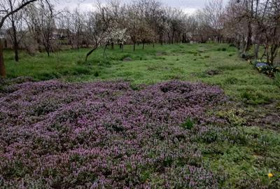 Casă cu 6 camere în Hitiaș - 7