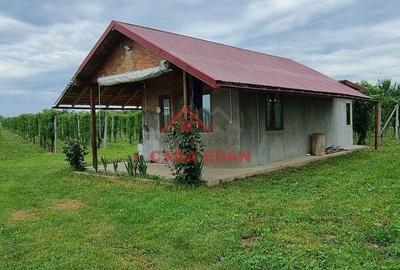 Teren extravilan in Baicoi 10.000mp plantatie mure --80.000e - 16