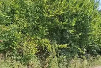 Teren extravilan Sotanga, ID: R2590381 - 5