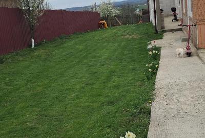 Casă cu Teren 1600 Mp în Burla - 7