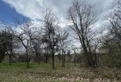 Vand casa cu 1 ha de livada in Carmazanesti - 3