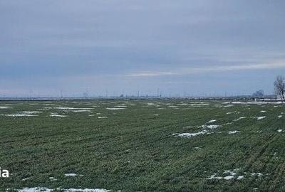 Teren de 20000 mp, în Dragalina - 9