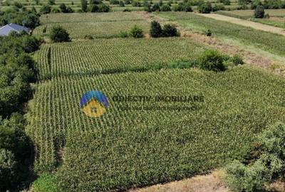 Teren intravilan 3866 mp Dumbrava Rosie - 13