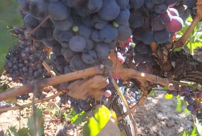 Galati Beresti - De vanzare 1 hectar plantatie de vita de vie si casa cu utilitati - 17