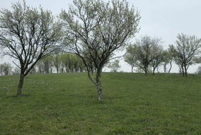 Teren de 10500 mp, în Dumbrăvița - 6