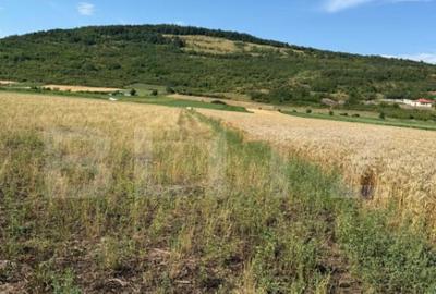 Teren intravin 2000 mp in Soimus