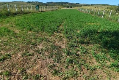 Teren de 1000 mp, în Berzasca - 8