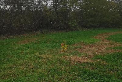 Proprietar - Teren 3350 mp Margineni - 3