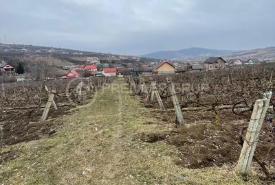 Spațiu comercial, în Chicerea - 4