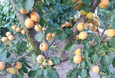 VILA UNICAT ULTRALUX P+1 +CASA CU TEREN 1412MP ZONA PALAZU MARE - 17