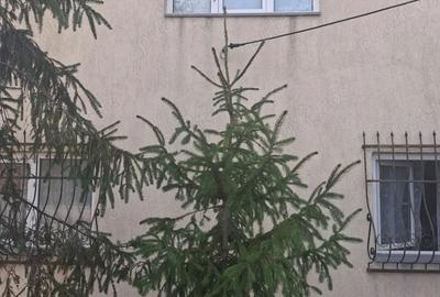 Casă cu 4 camere cu Teren 1300 Mp în Poarta Albă - 7