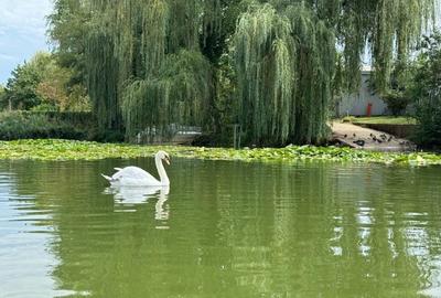 Vand Teren Lacul Snagov deschidere 24 ml la lac - 3