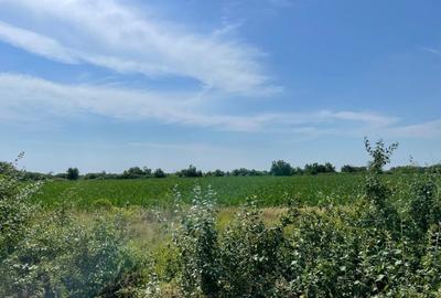 Teren Construcții extravilan de 500 mp, în Ordoreanu - 2