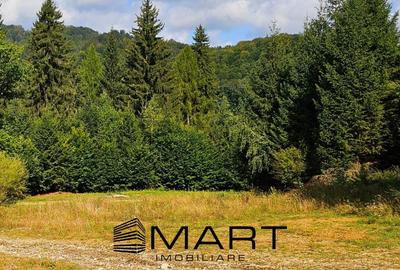 Teren 550 mp Dambul Morii - 2