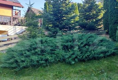Casă cu 3 camere cu Teren 476 Mp în Central - 8
