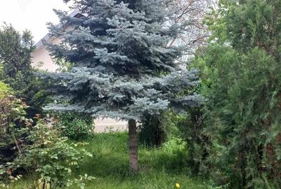 Casă cu 3 camere cu Teren 300 Mp în Sud - 10