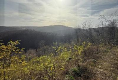 Teren de 8271 mp, în Cerbăl - 5