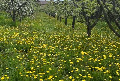 Casă cu Teren 1000 Mp în Ciumărna - 9