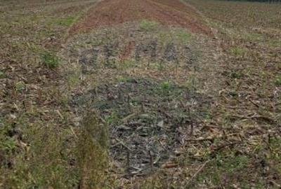 Teren agricol extravilan de 3000 mp, în Sântion - 4