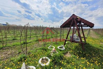 Teren extravilan in Baicoi 10.000mp plantatie mure --80.000e - 6
