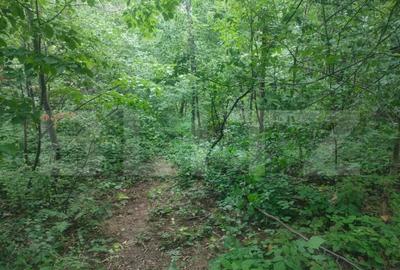 Teren intravilan, 5857 mp, Baltati, Horodnicu de Sus - 1