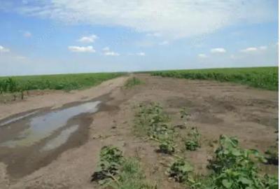 Teren extravilan,Sat Ciupercenii Noi, jud. Dolj - 3